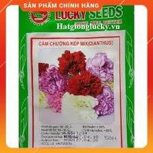 HẠT GIỐNG HOA CẢM CHƯỚNG KÉP NHIỀU MẦU GÓI 50 HẠT