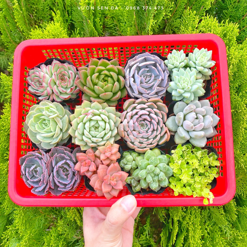 Combo sen đá cỡ nhỏ 3-5cm