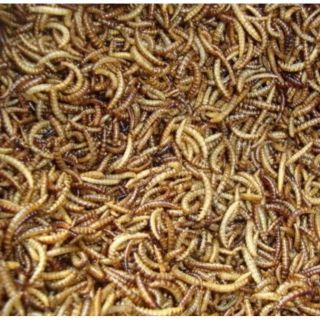 Sâu gạo rang bơ 250g cho hamter ,nhím ,rat(tặng kèm cây xúc xích)