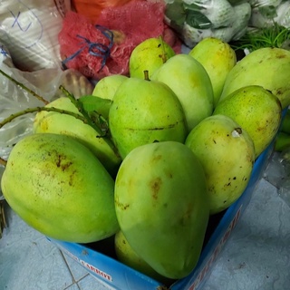 1kg xoài tứ quý 25k