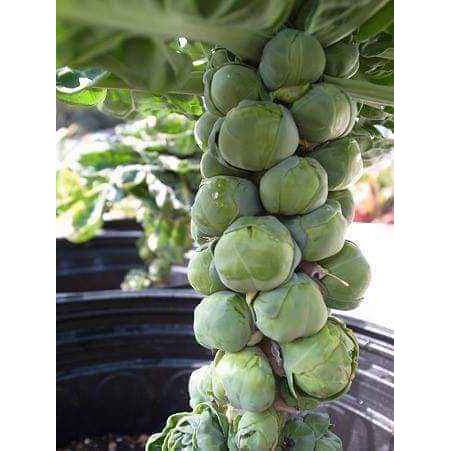 Hạt giống Bắp cải xanh tí hon nhập thái lan nguyên gói_Bắp cải mini xanh chịu nhiệt Brussels Sprouts