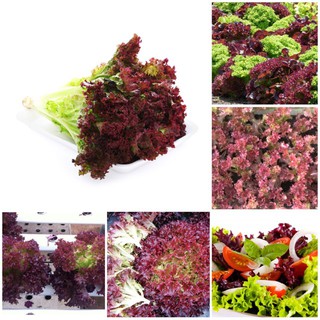 Hạt Giống Xà Lách Lolo Tím nhập khẩu-  chuyên dụng.