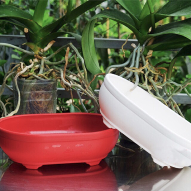 Chậu nhựa Hình Oval, chậu trồng cây, Chậu Tạo Dáng cây Bonsai, Chậu Tiểu Cảnh