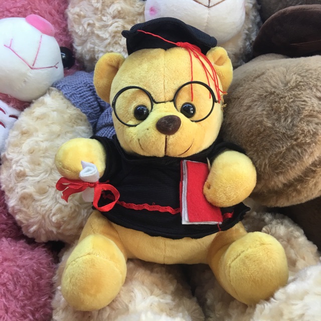 Gấu cử nhân Gấu tốt nghiệp 25cm đến 40cm