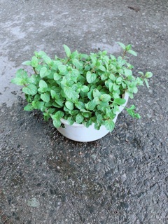 Cây Bạc Hà Doubemint