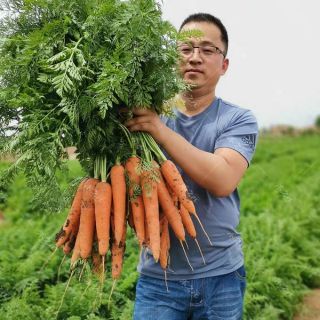 Gói 5gr hạt giống cà rốt