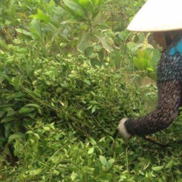 Lá chè vằng sẻ