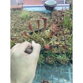 cây hố bẫy sarracenia