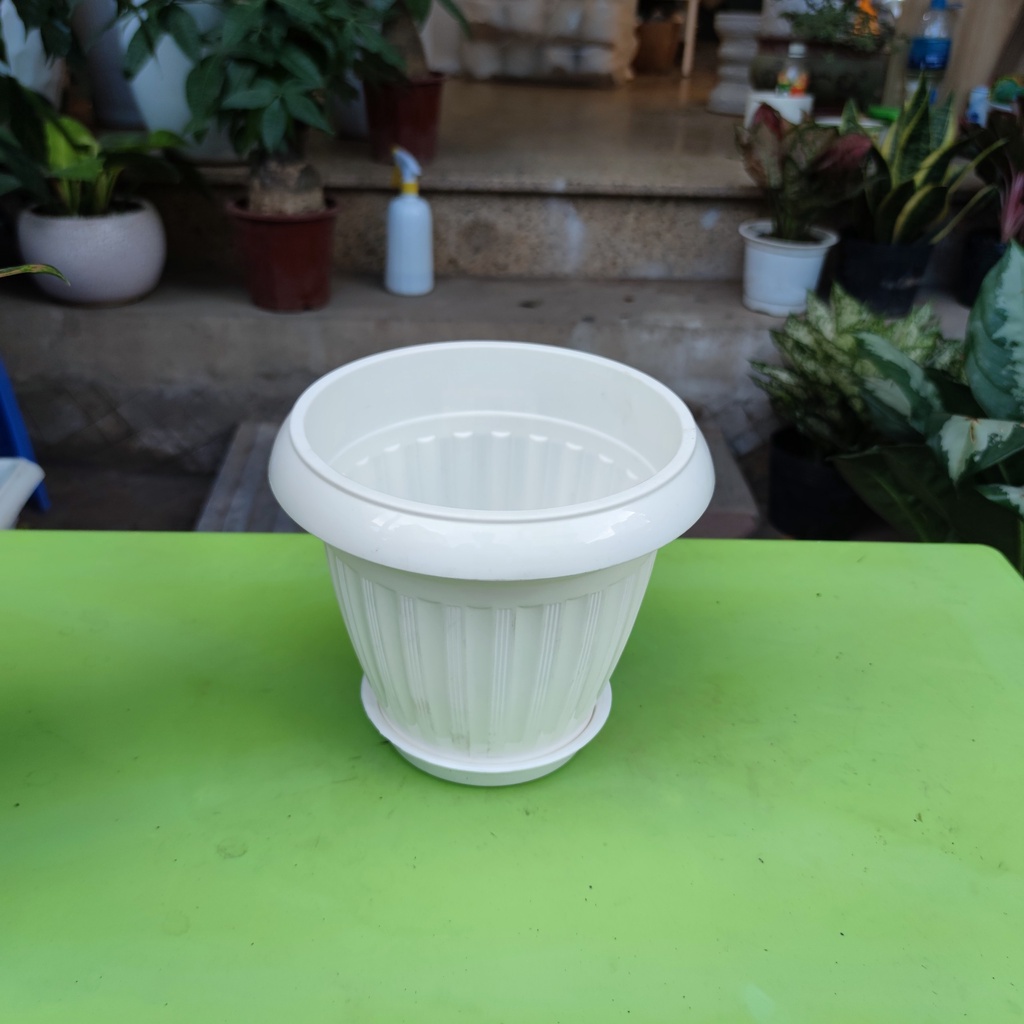 Cây vạn lộc đỏ đốm xanh lá sum suê cây phong thủy trang trí nội thất cao 35cm