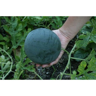 Freeship 99k TQ_HẠT GIỐNG DƯA HẤU BABY LEO GIÀN