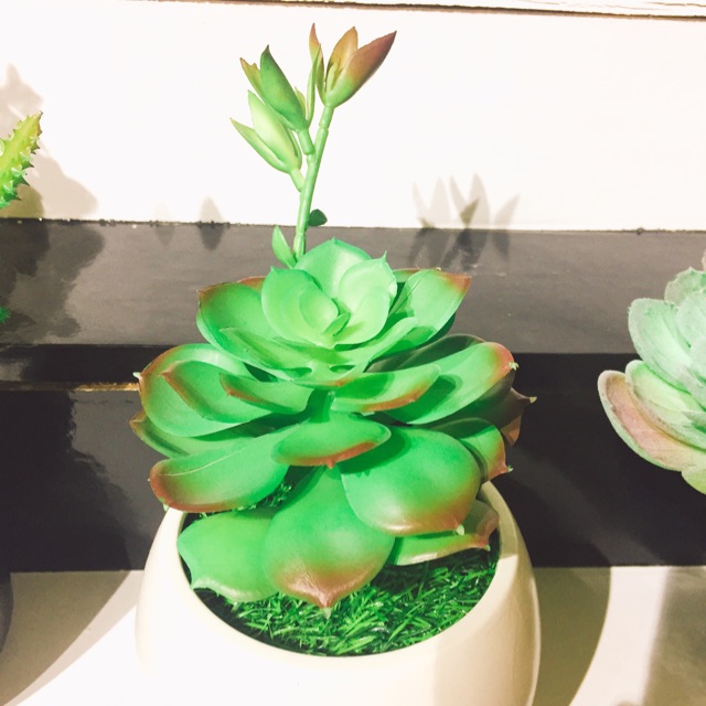 Hoa đá + cây xương rồng ( combo 7 cây) 