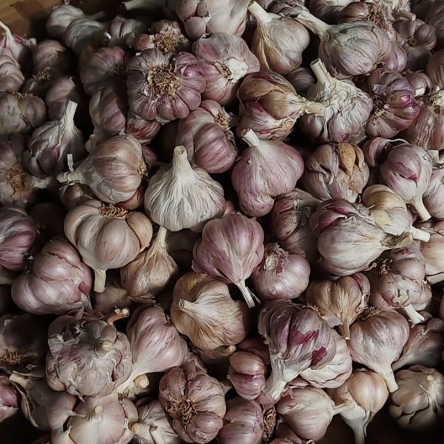 Sỉ tỏi ta nhánh nhỏ