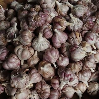 Sỉ tỏi ta nhánh nhỏ