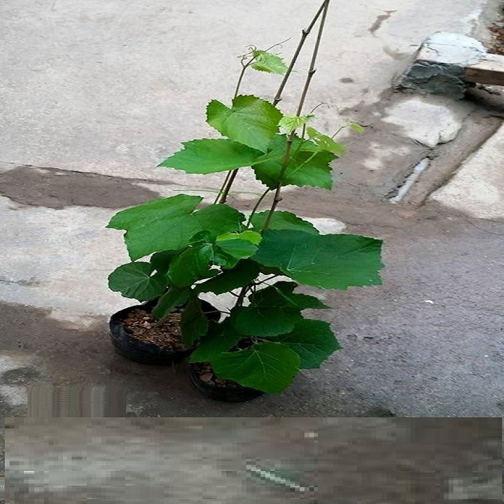 CÂY GIỐNG NHO KẸO NGỌT MỸ DÒNG QUẢ SỚM