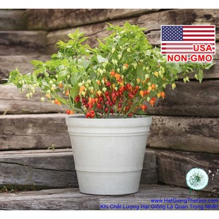 1GRAM 170.HAT Hạt Giống Ớt Kiểng Lùn Biquinho Đỏ (KL|)