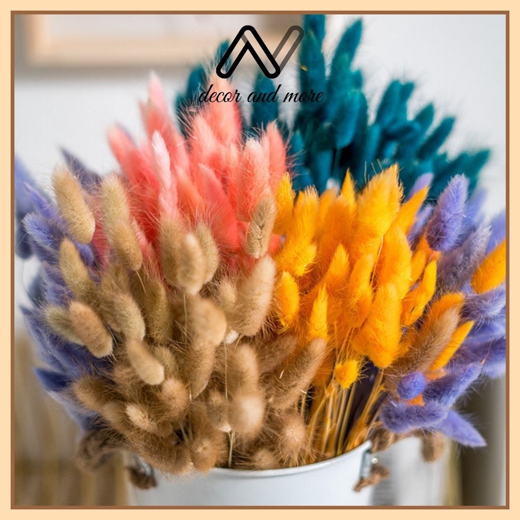 Hoa khô cỏ đuôi thỏ, cỏ lau bunny tails decor trang trí chụp ảnh