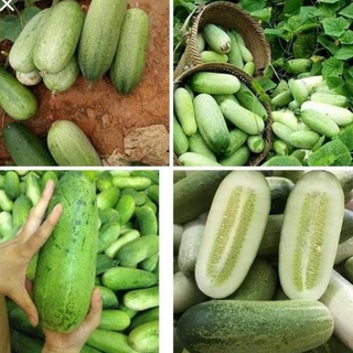 Hạt giống dưa chuột mèo Thái Lan🥒Không cần giàn leo, bò dưới đất vẫn sai quả🥒 gói 200 hạt