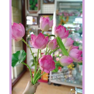 3 CÀNH NỤ SEN ĐẤT SÉT (60CM)