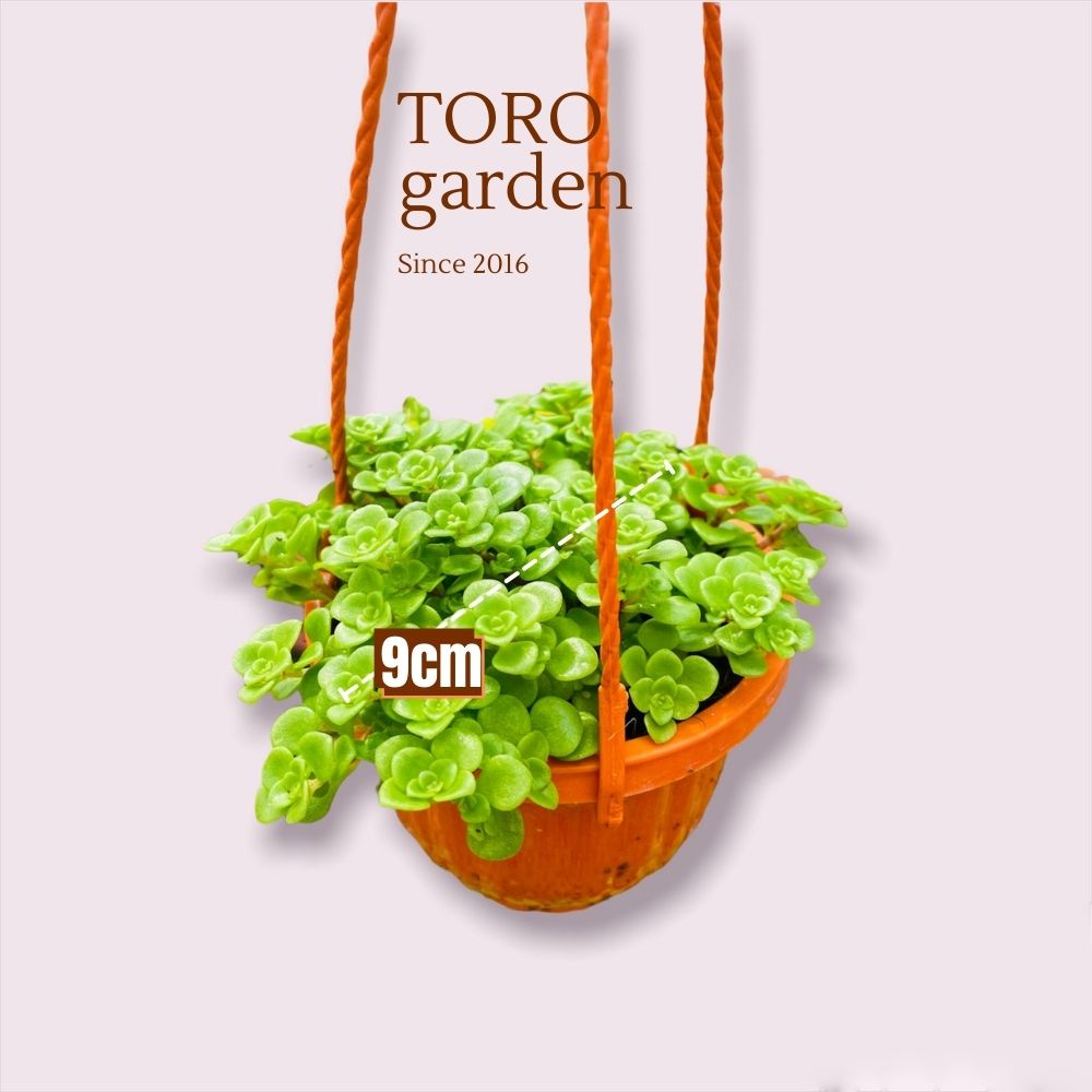 SEN ĐÁ VẢY CÁ CHẬU TREO ĐÀ LẠT SIZE 9CM, SIÊU CUTE, HƯ 1 ĐỔI 1