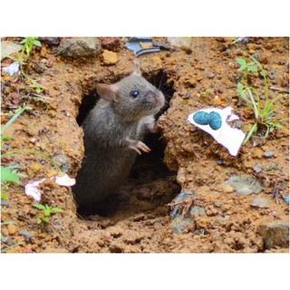 Thuốc diệt chuột STORM 0.005% - Thuốc diệt chuột dạng viên nén