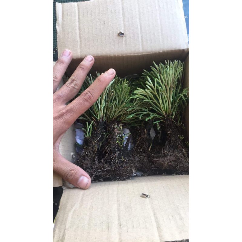 Cây Trường sinh thảo kiểng bonsai, công dụng diệu kỳ trong y học