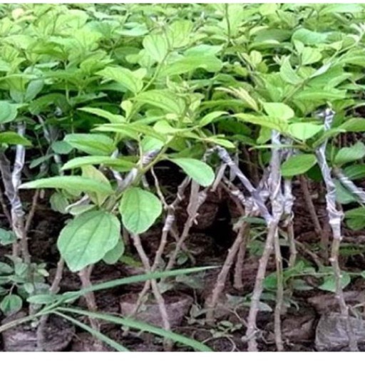 Cây Giống Táo Thái Lan  Cây Ghép 12 Tháng Cho Quả