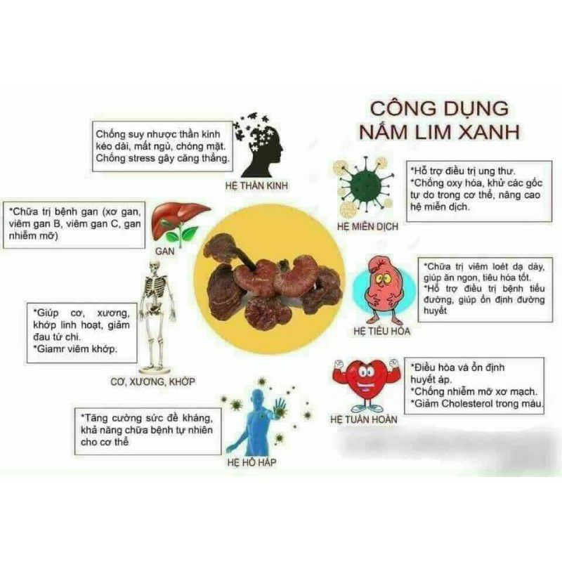 500g Nấm Lim Xanh Rừng - Hàng chuẩn tự nhiên 100% Hàng loại nhỏ,  mới, thơm