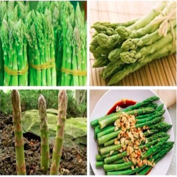 Hạt giống măng tây Xanh F1  dễ trồng thu hoạch quanh năm tỷ lệ nảy mầm 95% xuất xứ mỹ
