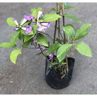 Chậu cây hoa Lan Tỏi
