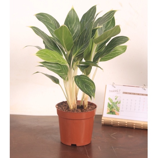 Chậu cây bạch mã hoàng tử | THE FISH SIZE L