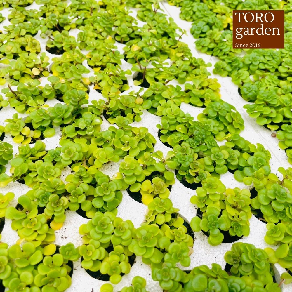 Sen đá sedum vảy cá Đà Lạt size mini cây cảnh trang trí nhà cửa Toro garden