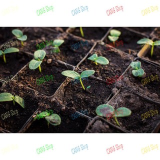 ĐẤT HỮU CƠ TRỒNG CÂY ĐA DỤNG ( 6.5 DM3 )