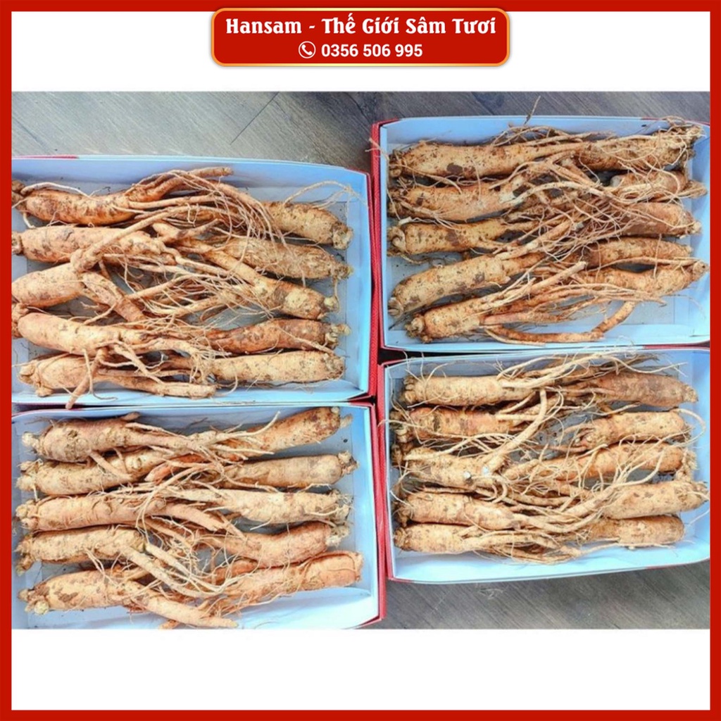 SÂM 8 CỦ/KG - BÁN LẺ 1 CỦ, Nhân Sâm tươi Hàn Quốc, ngâm bình, nấu trà bồi bổ sức khoẻ
