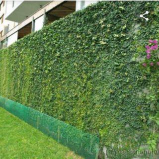 Cây vảy ốc, cây tắc kè thái leo tường