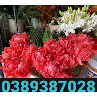 1 củ giống bự sen Đa Lộc