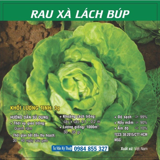 Hạt giống rau Xà Lách Búp TN
