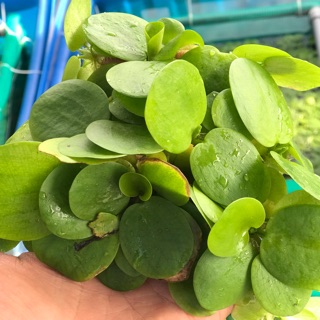 Bèo nhật và rong đuôi chồn