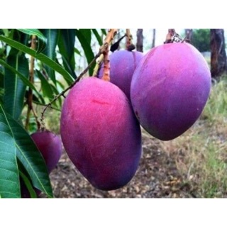 Xoài tím malaysia