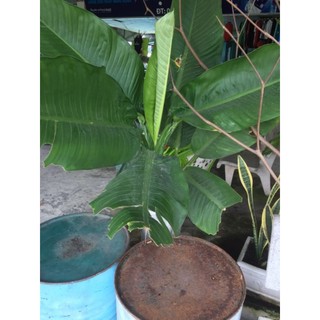 đại phú gia cây con