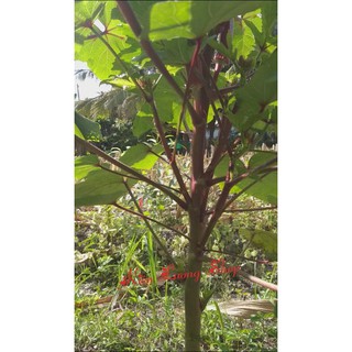 Hạt giống Đậu Bắp Đỏ Rạng Đông Cao Cấp
