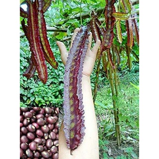 Hạt giống đậu rồng tím