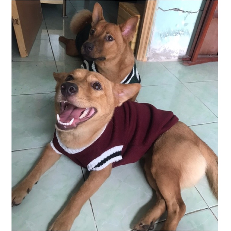 ÁO LEN CHO CHÓ MÈO, ÁO CHO THÚ CƯNG - LOVE PETS SHOP