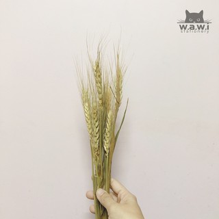 [WAWI] 10 cành (tặng 1) bông lúa mạch khô chụp decor
