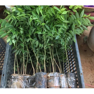 CÂY GIỐNG SƯA ĐỎ cao 30cm9