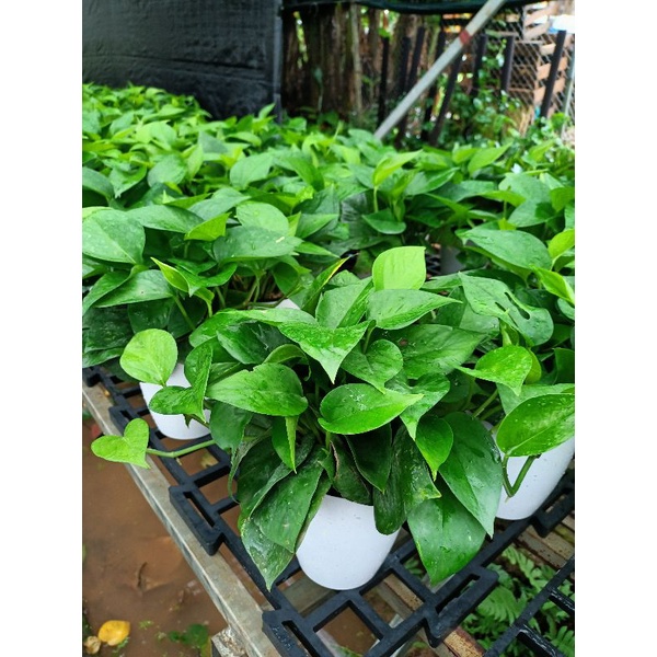 Trầu bà thủy sinh kèm chậu