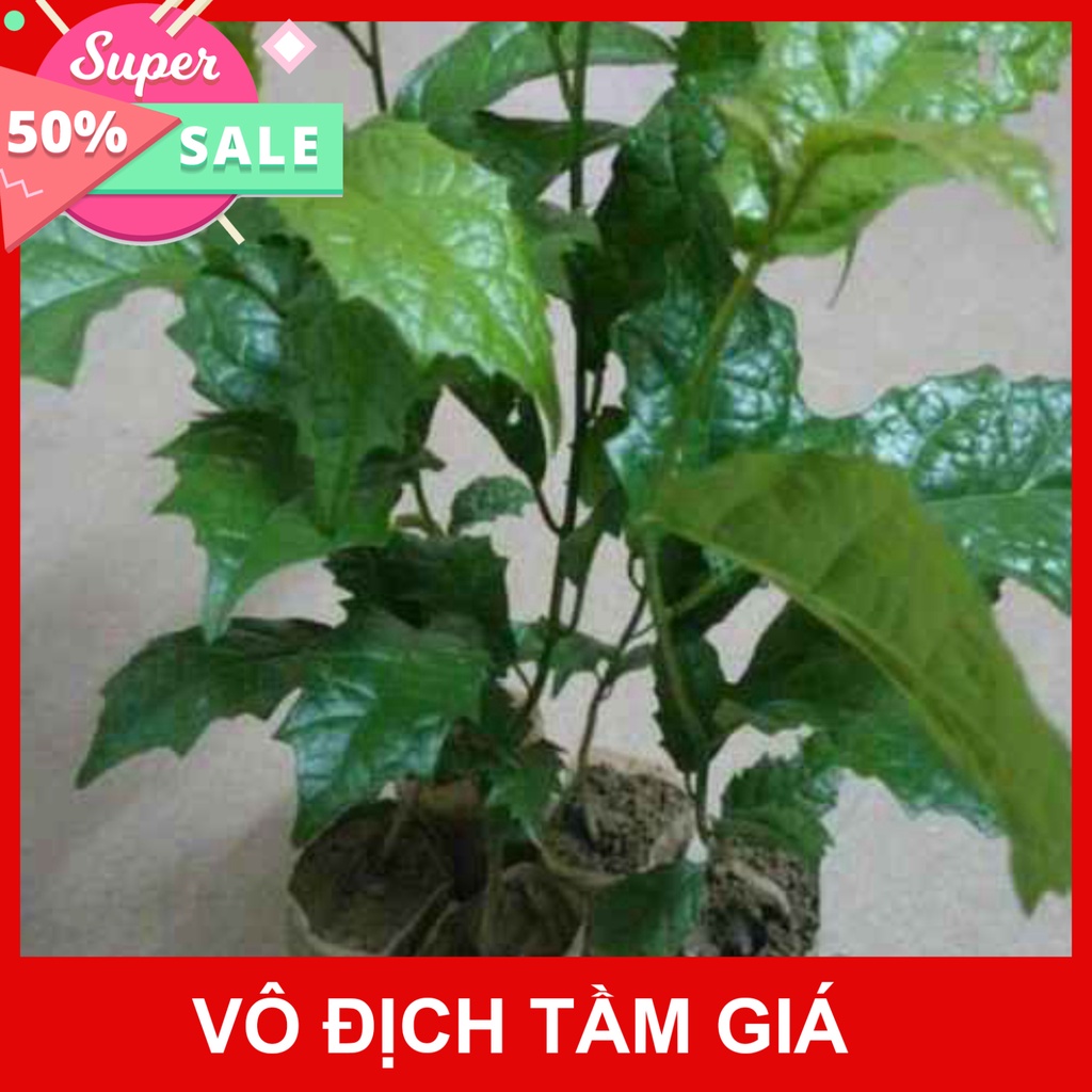 Giống Chuẩn  CÂY HOA LỒNG ĐÈN