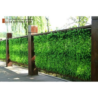 Thảm nhựa cỏ nhân tạo thảm trang trí Vĩ cỏ tai chuột 40cm x 60cm Thành Phát