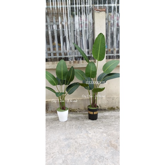 Cây giả - chuối rẻ quạt 1,6m - 10 lá mờ trang trí - ảnh thật + video