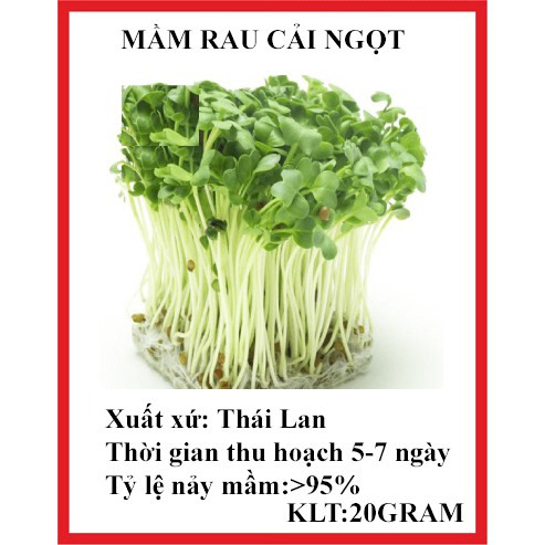 20 gram hạt giống mầm rau cải ngọt