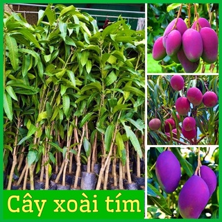 Cây giống xoài thái tím ruột vàng độc đáo  quả to mọng nươcs vị ngọt cao 60-90cm( ảnh thật hình cuối)